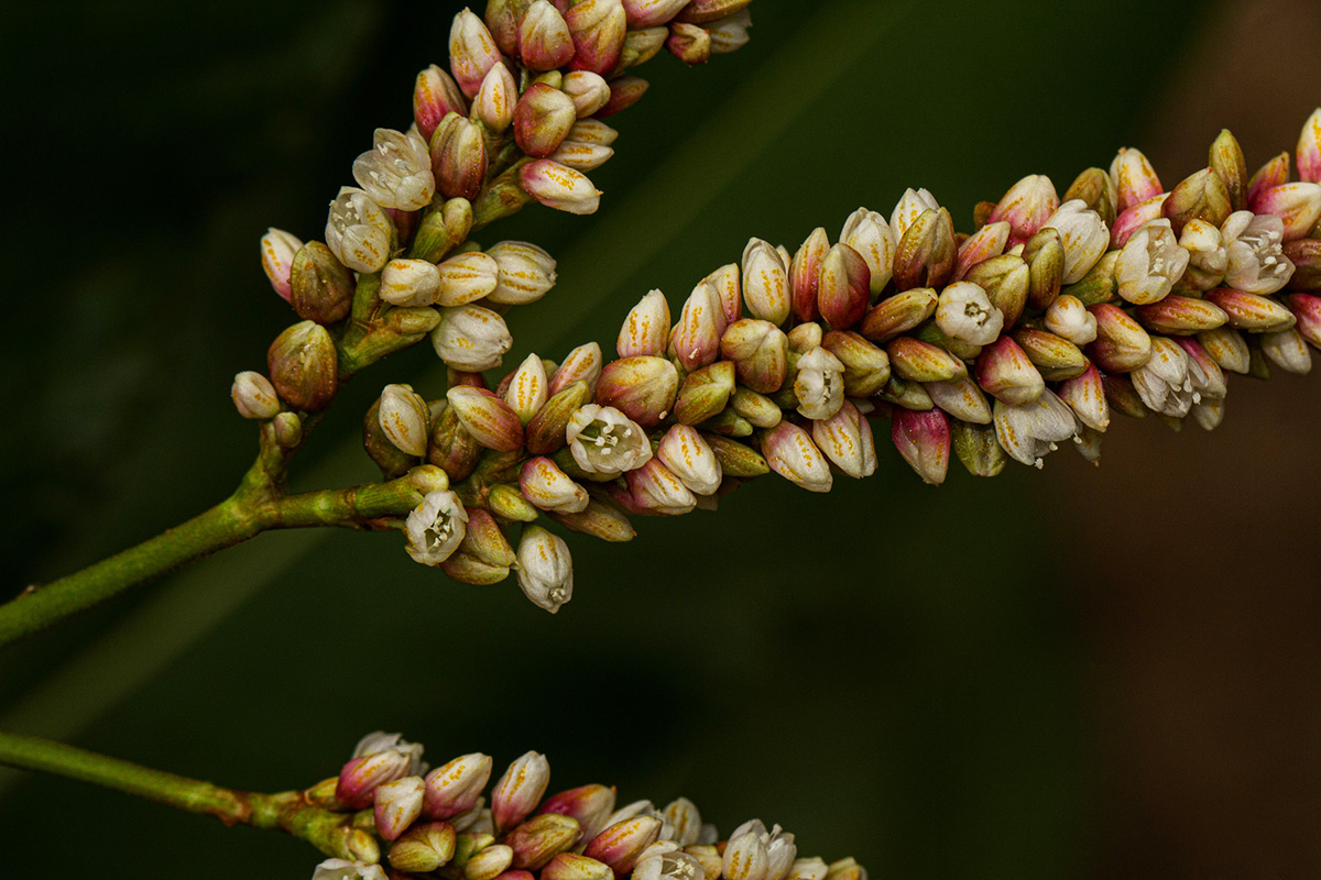 Persicaria senegalensis Persicaria senegalensis