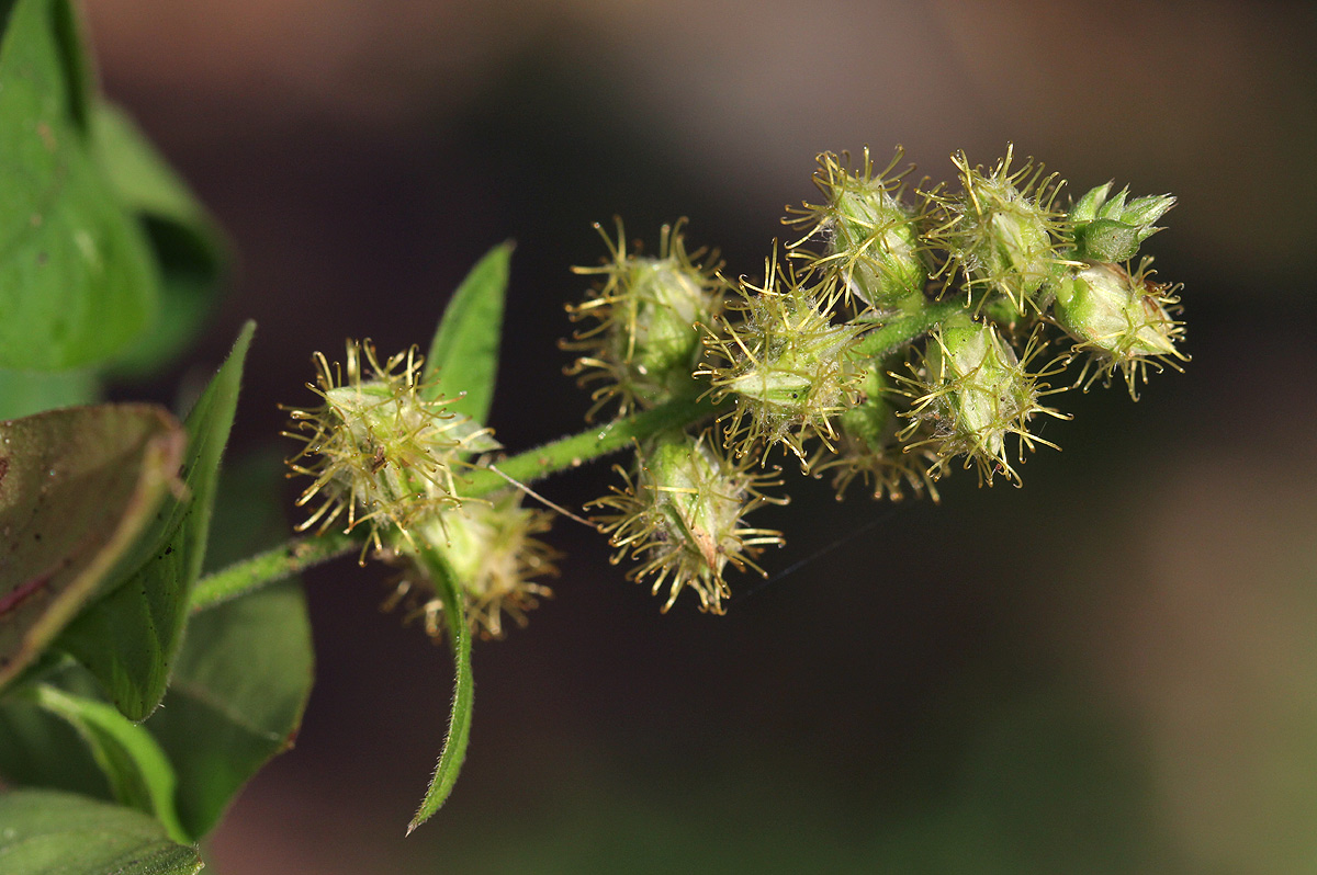 Pupalia lappacea var. velutina Pupalia lappacea var. velutina