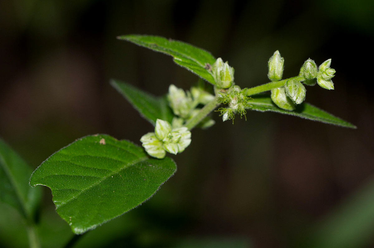 Pupalia lappacea var. velutina Pupalia lappacea var. velutina