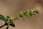 Pupalia lappacea var. velutina