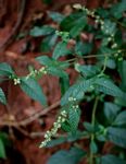 Pupalia lappacea var. velutina