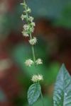 Pupalia lappacea var. velutina