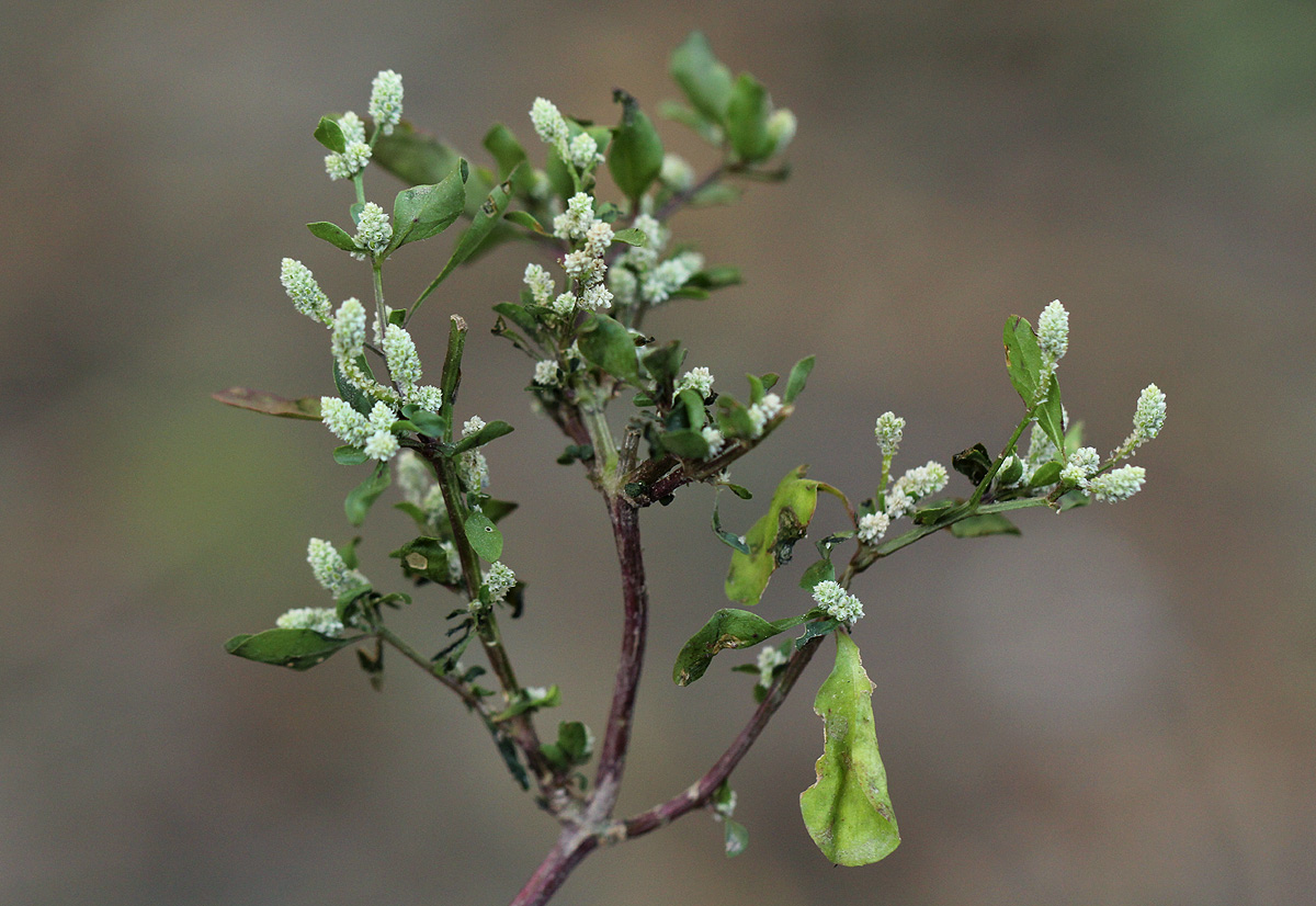 Nothosaerva brachiata Nothosaerva brachiata