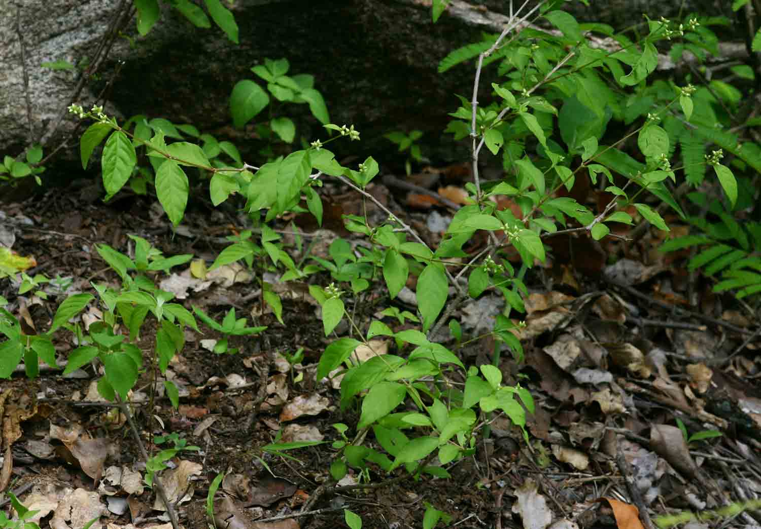 Psilotrichum scleranthum Psilotrichum scleranthum