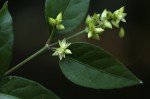 Psilotrichum scleranthum