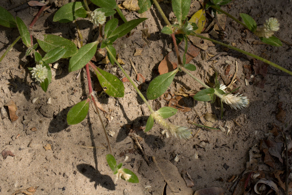 Gomphrena celosioides Gomphrena celosioides