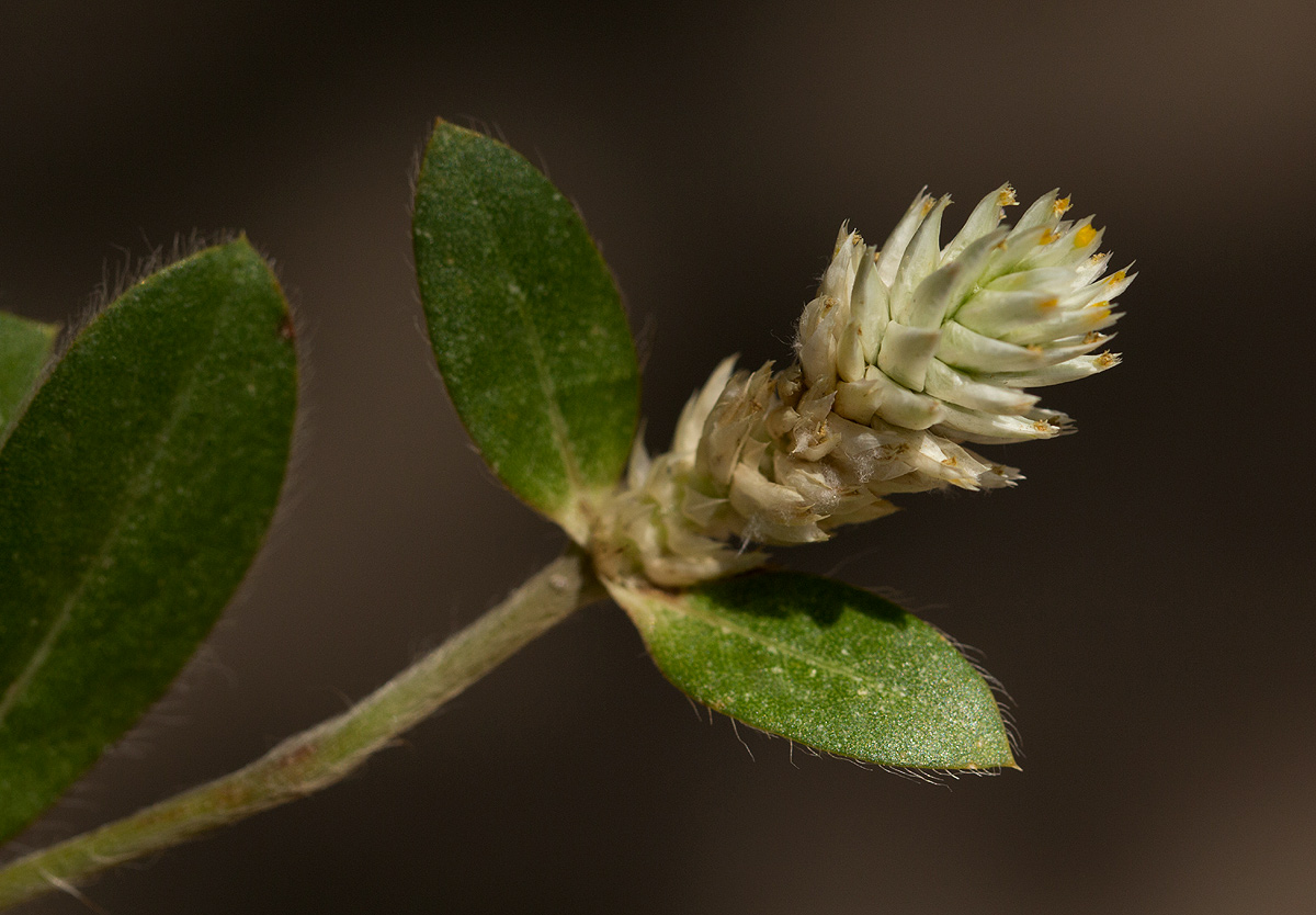 Gomphrena celosioides Gomphrena celosioides