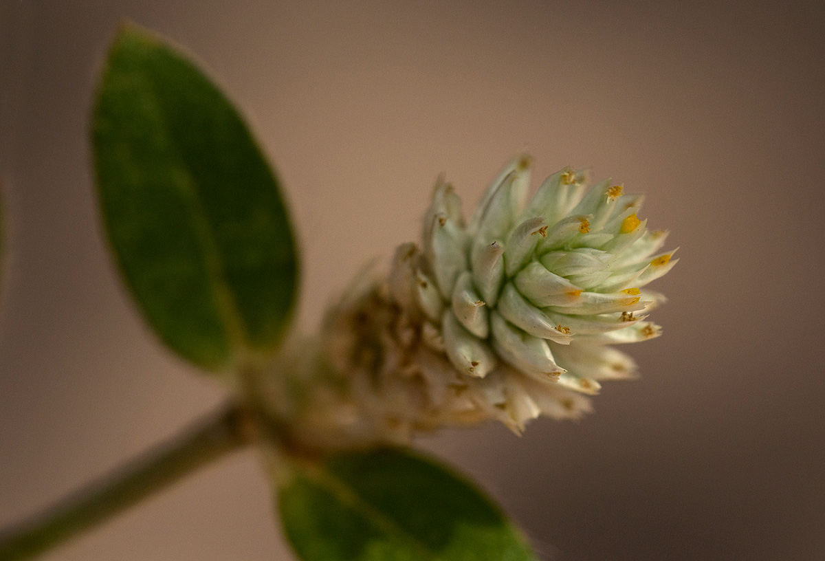 Gomphrena celosioides Gomphrena celosioides