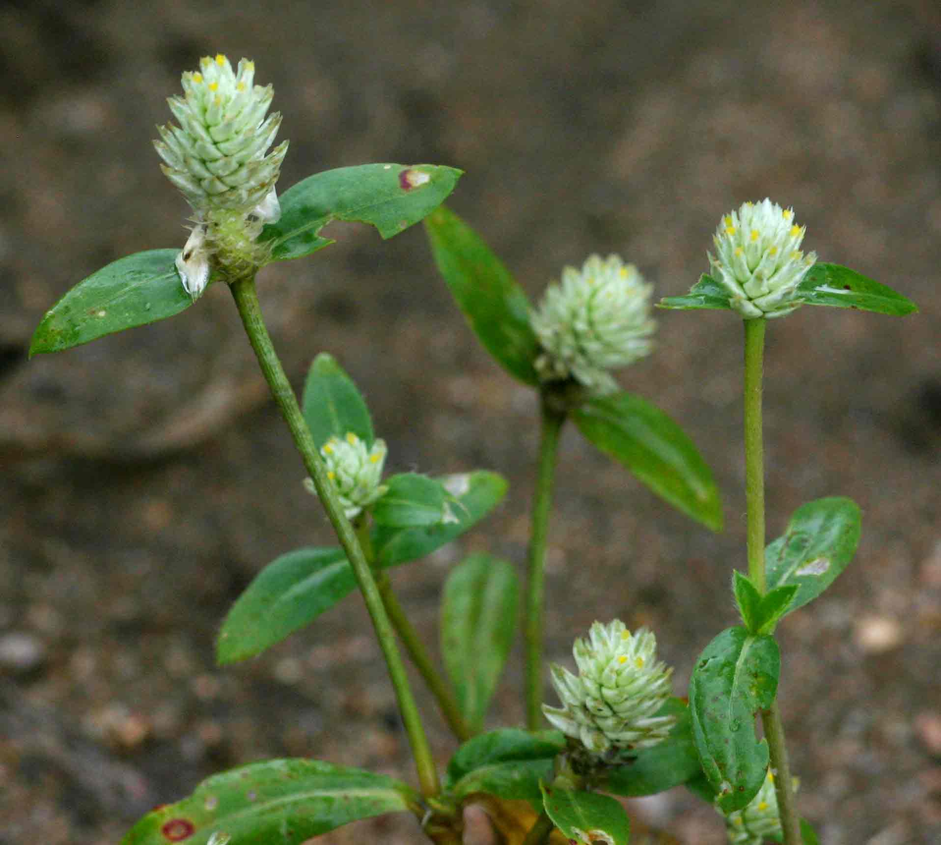 Gomphrena celosioides Gomphrena celosioides