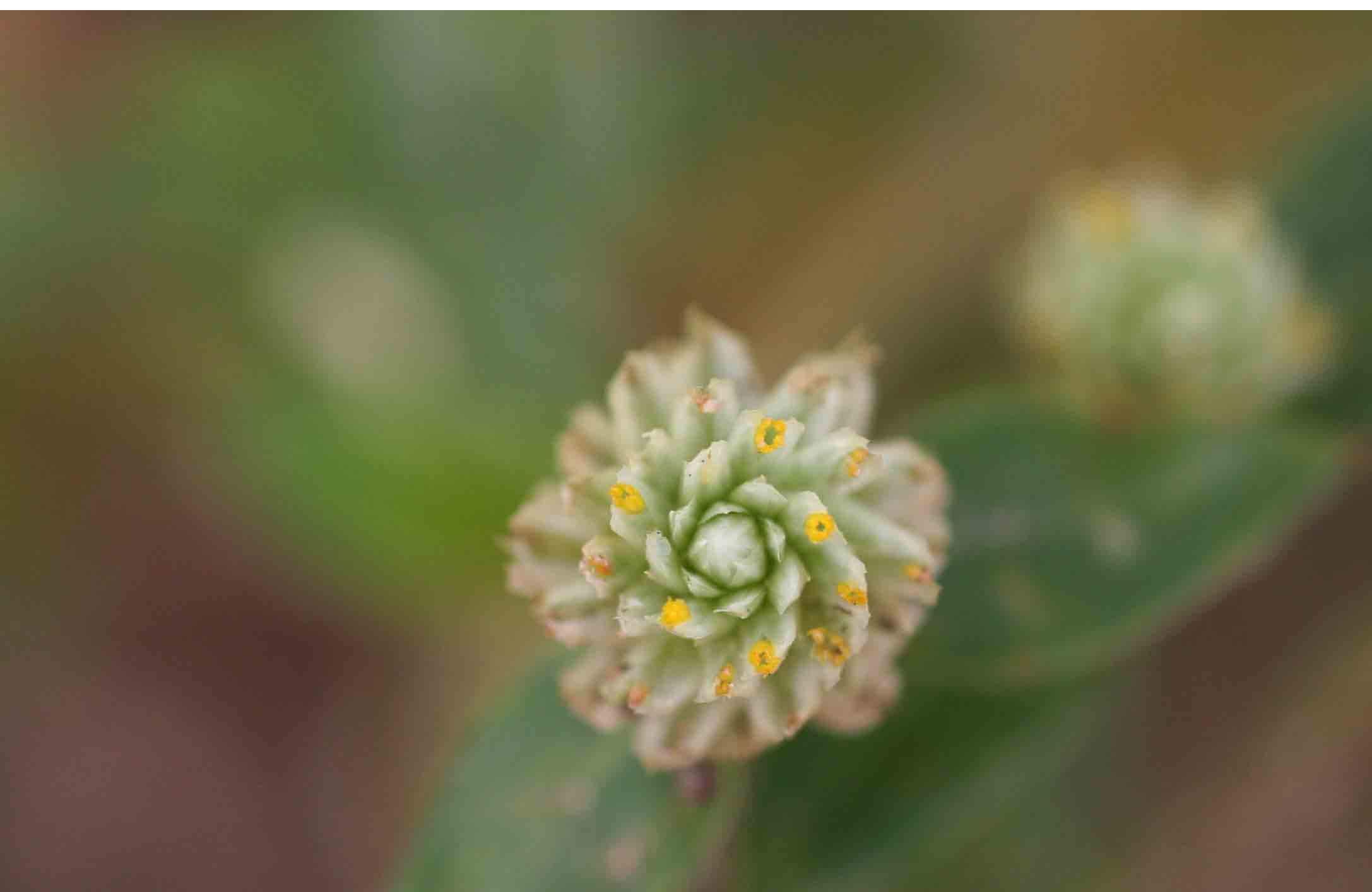 Gomphrena celosioides Gomphrena celosioides