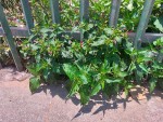 Mirabilis jalapa