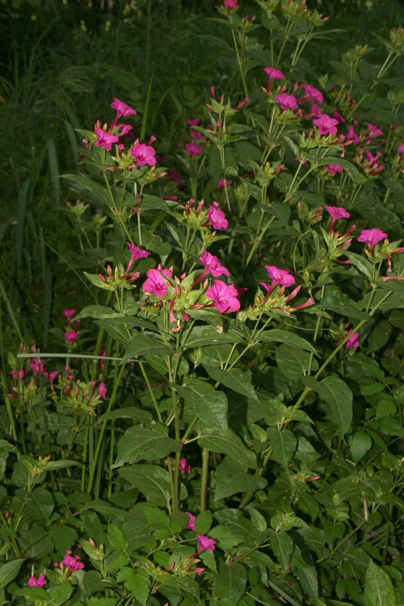 Mirabilis jalapa