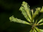 Commicarpus plumbagineus