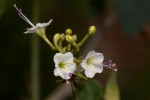 Commicarpus plumbagineus