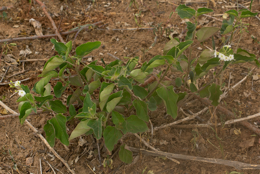 Commicarpus plumbagineus Commicarpus plumbagineus