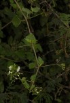 Commicarpus plumbagineus