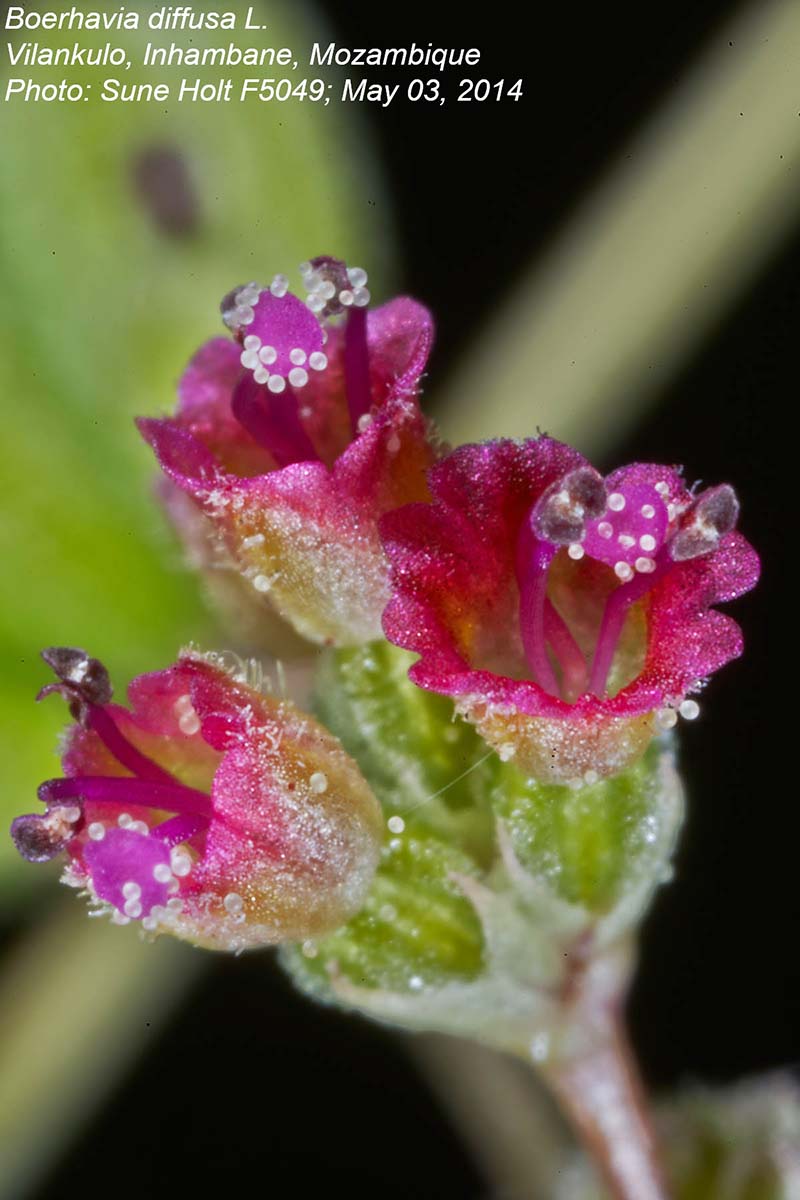 Boerhavia diffusa