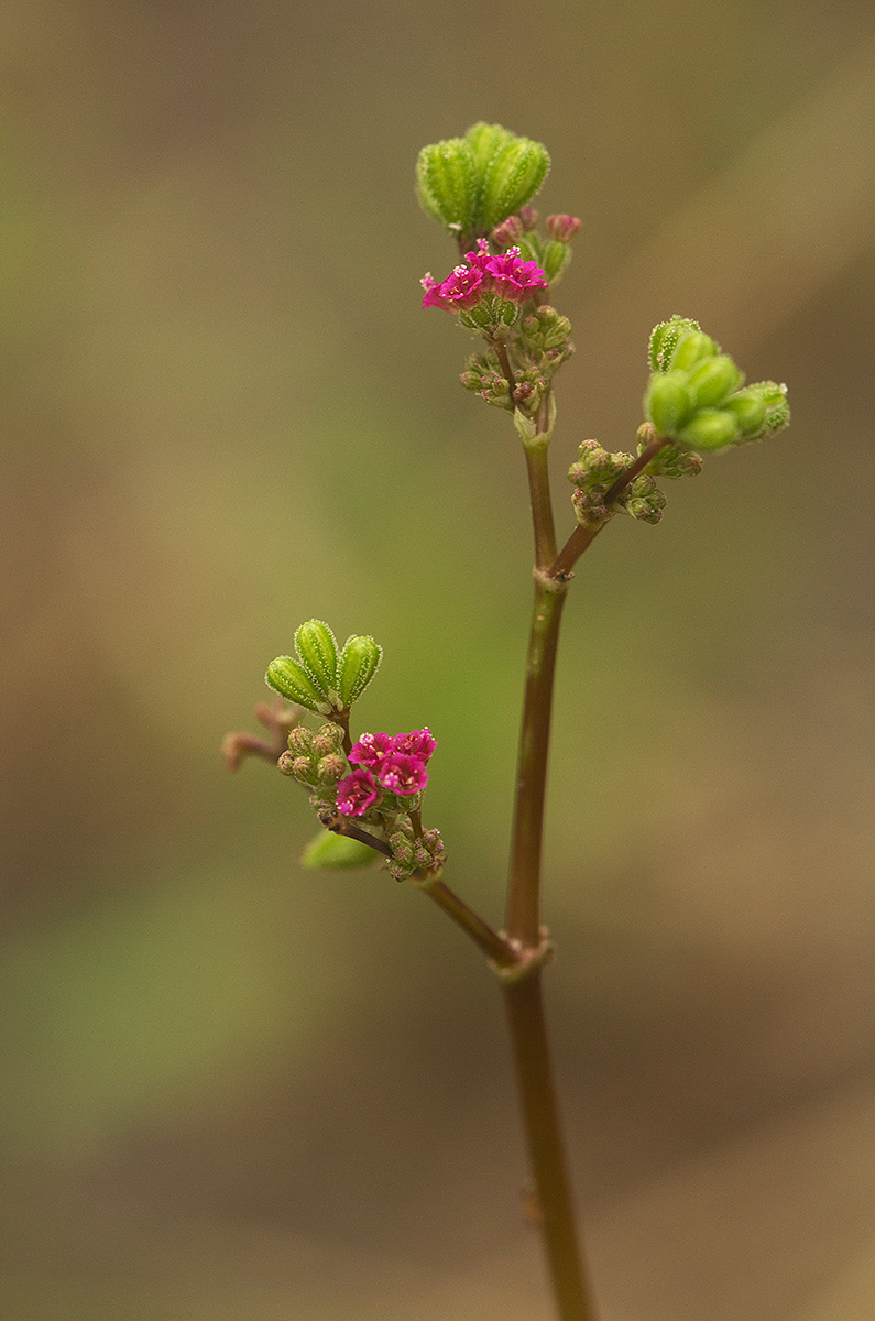 Boerhavia diffusa