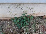 Boerhavia diffusa
