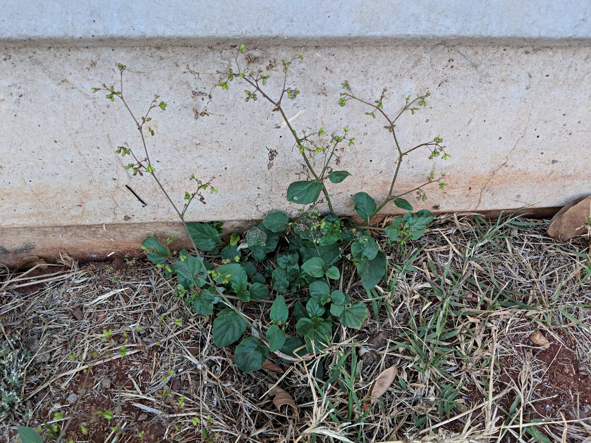 Boerhavia diffusa