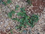Boerhavia diffusa