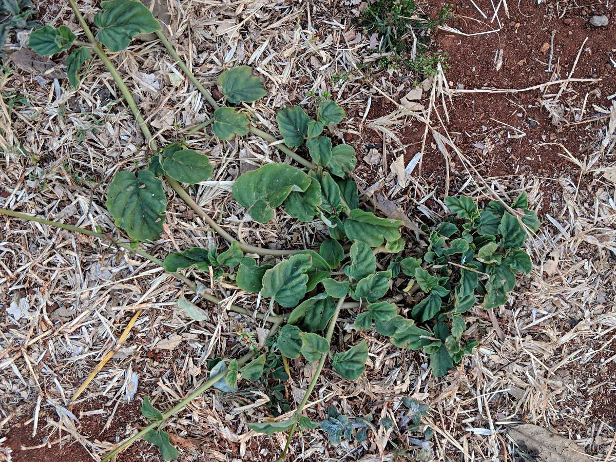 Boerhavia diffusa