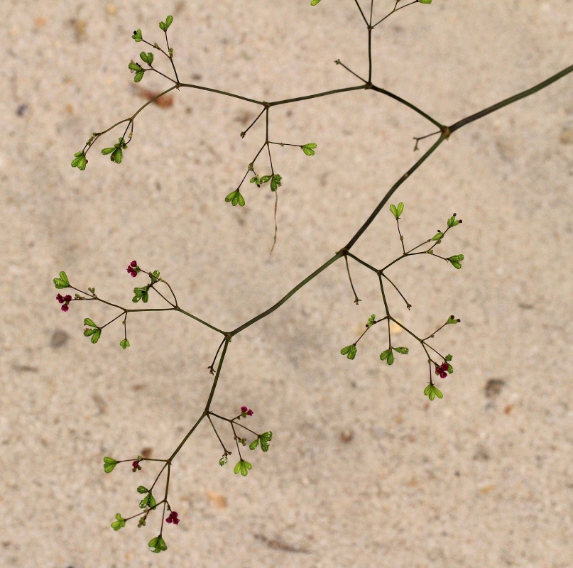 Boerhavia diffusa