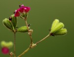 Boerhavia diffusa