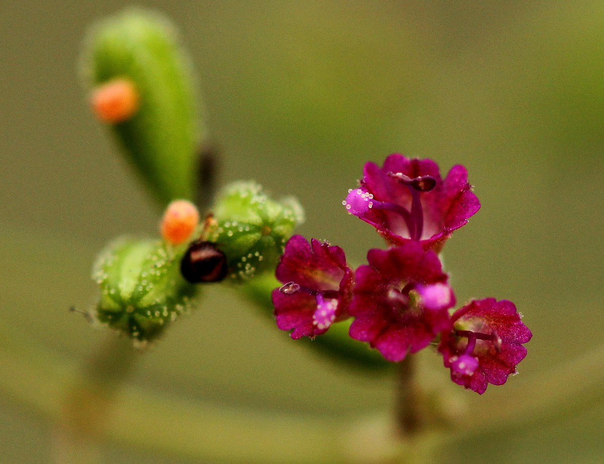 Boerhavia diffusa