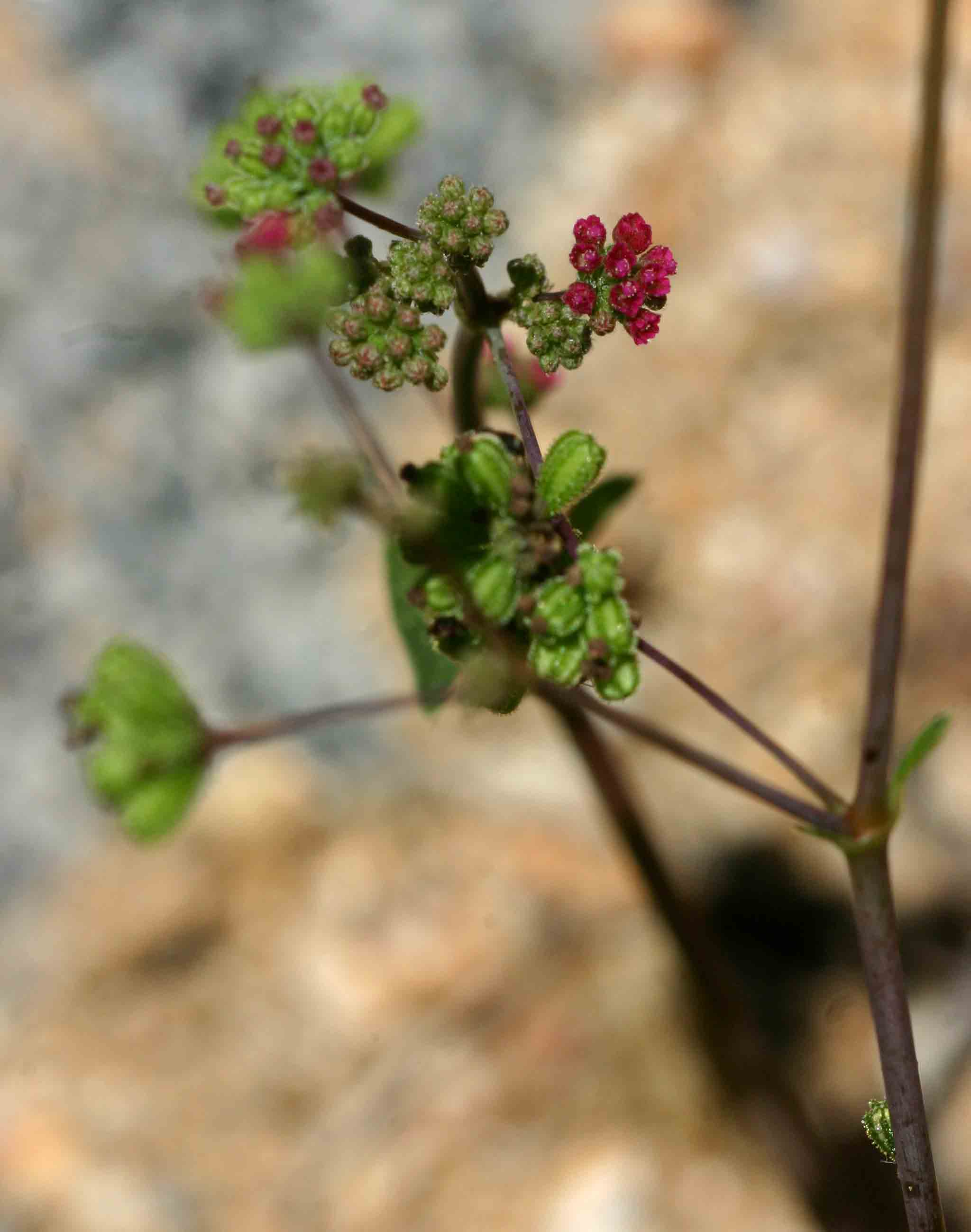 Boerhavia diffusa Boerhavia diffusa