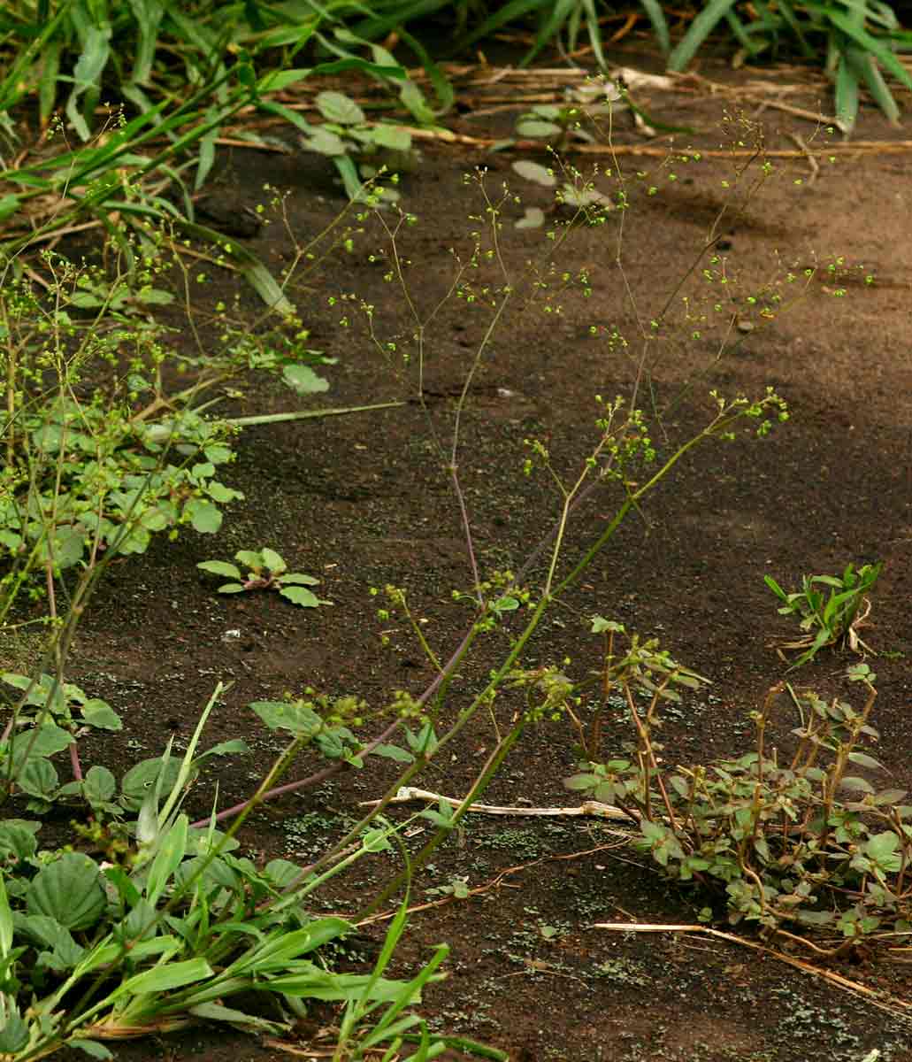 Boerhavia diffusa Boerhavia diffusa