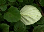Boerhavia diffusa