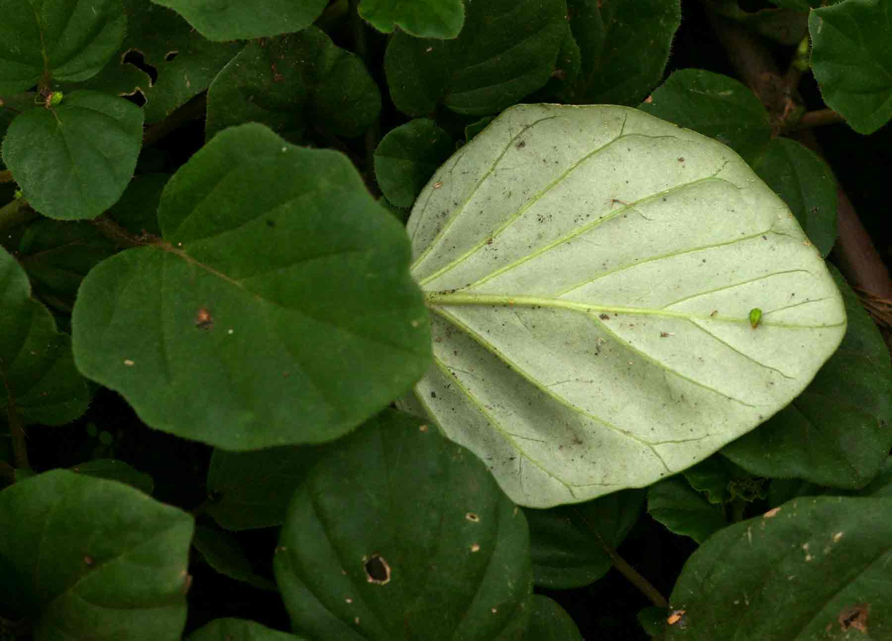 Boerhavia diffusa