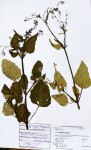 Boerhavia erecta