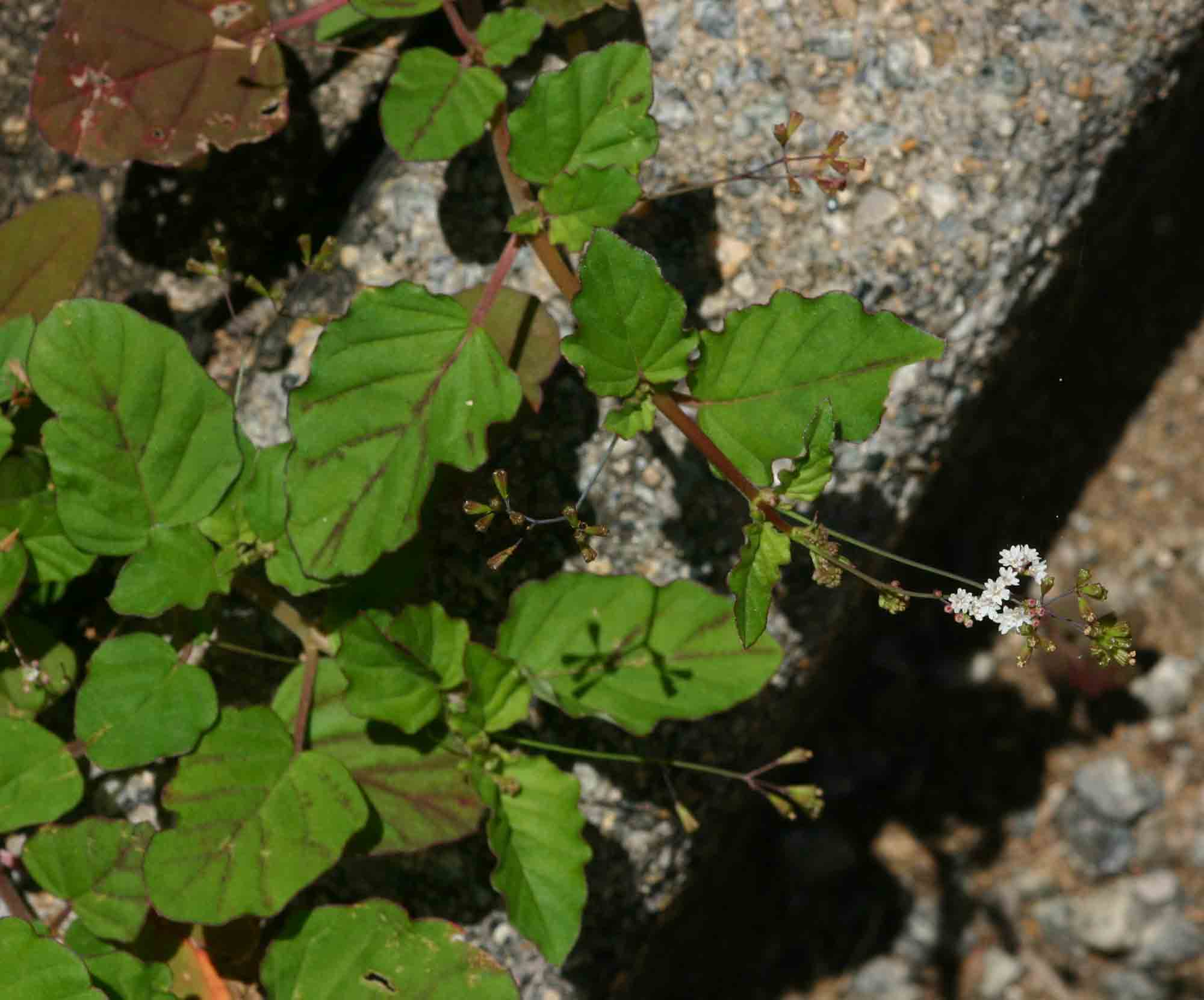 Boerhavia erecta Boerhavia erecta