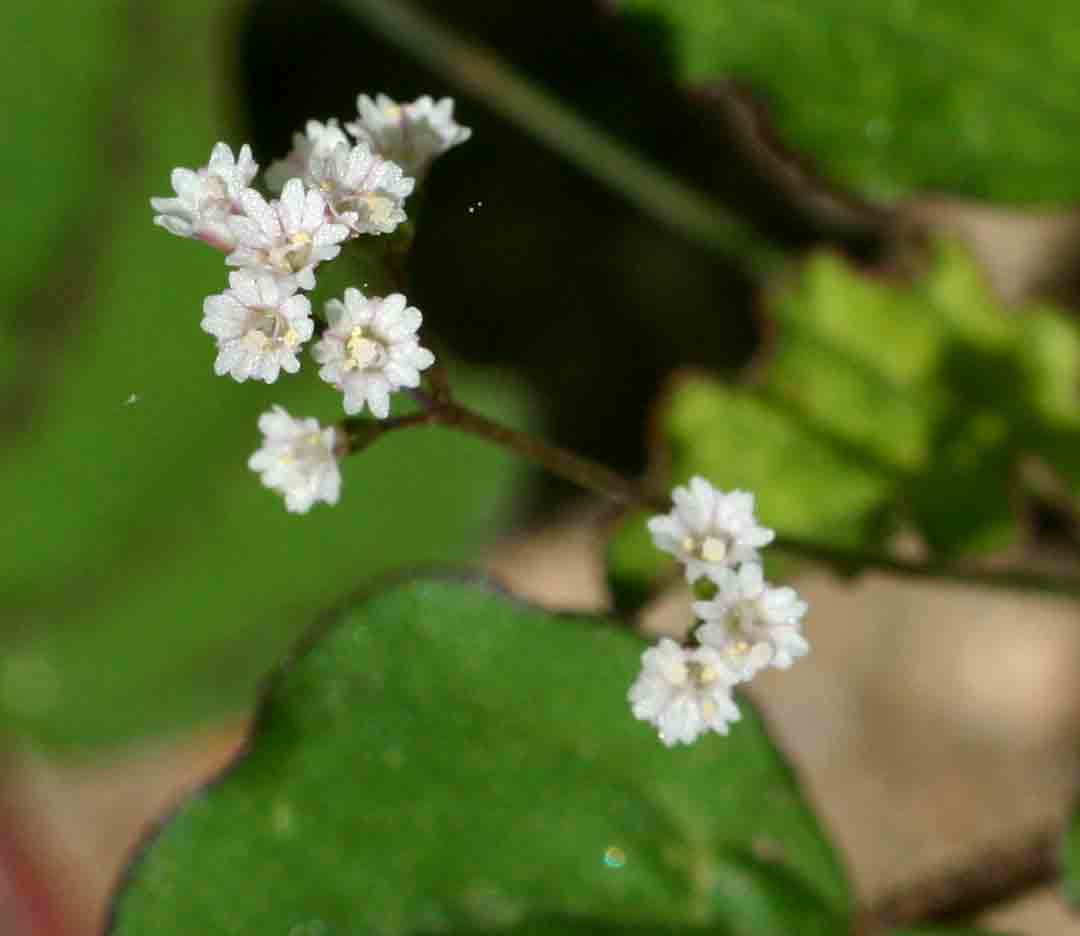 Boerhavia erecta Boerhavia erecta