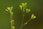 Boerhavia erecta