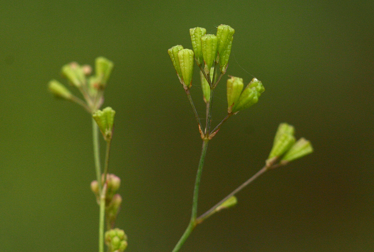 Boerhavia erecta Boerhavia erecta