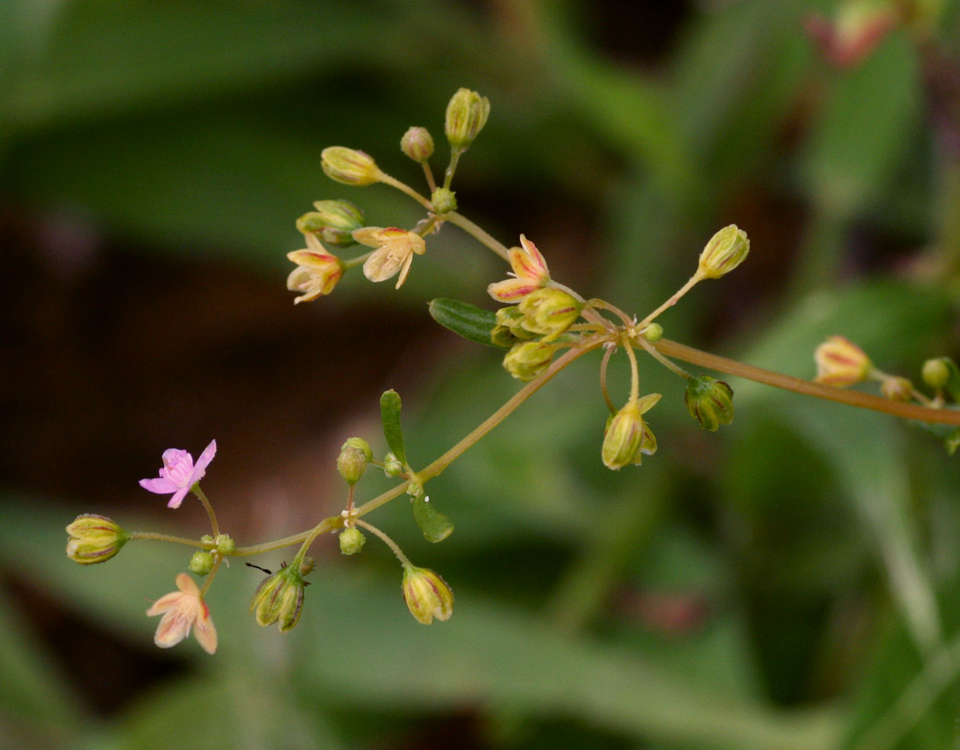 Gisekia africana Gisekia africana