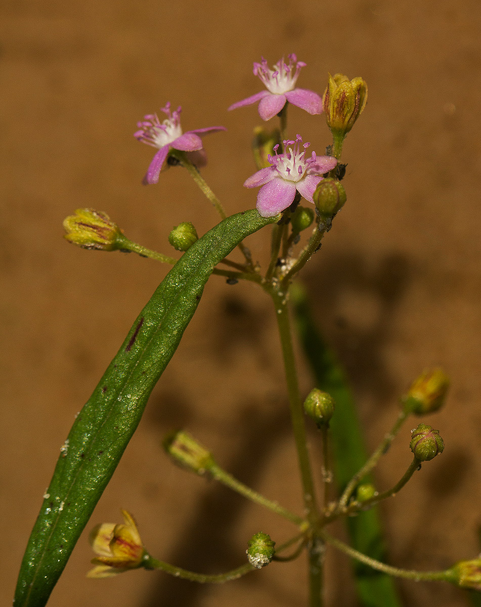 Gisekia africana Gisekia africana