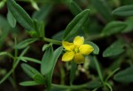 Talinum afrum