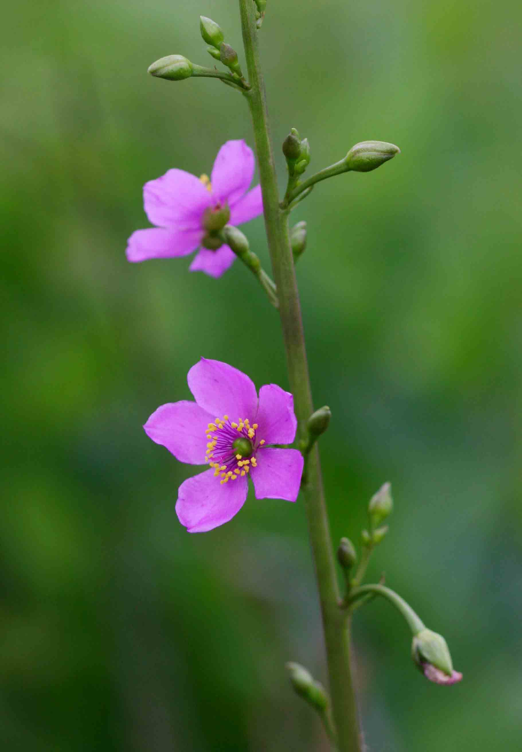 Talinum portulacifolium Talinum portulacifolium