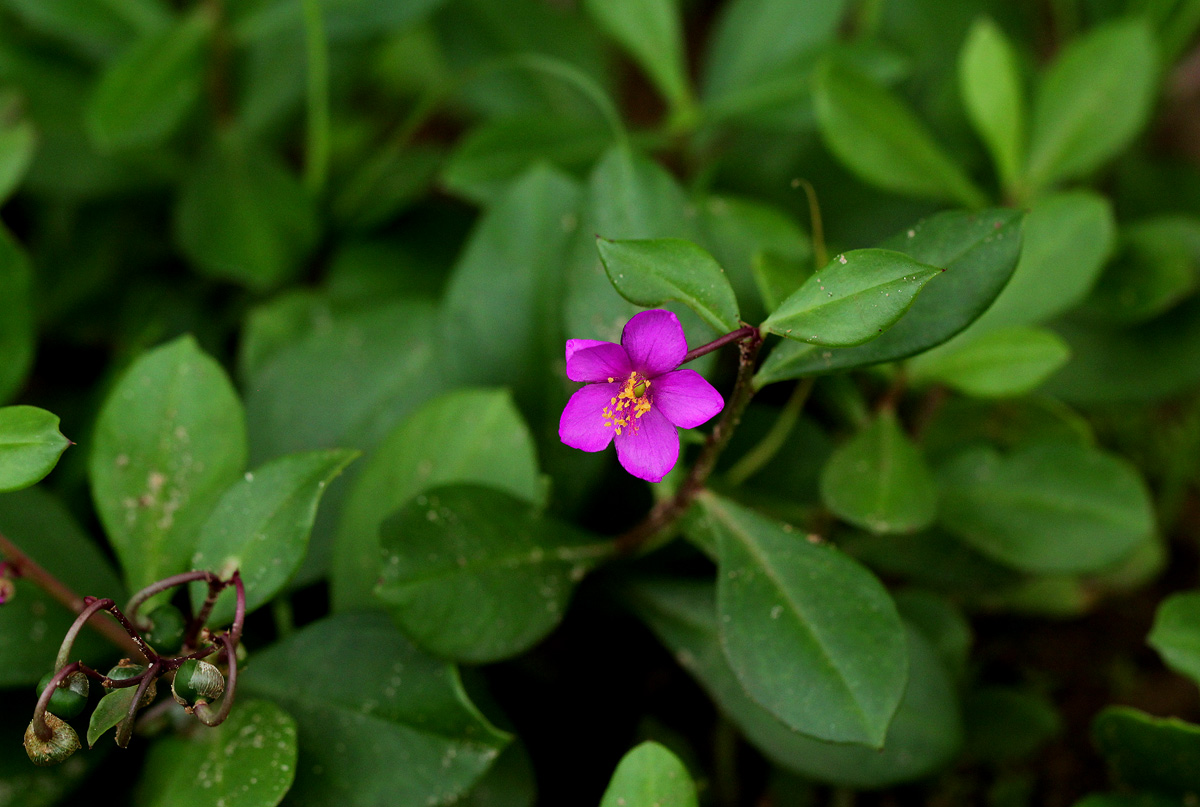 Talinum portulacifolium Talinum portulacifolium
