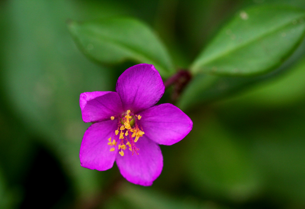 Talinum portulacifolium Talinum portulacifolium
