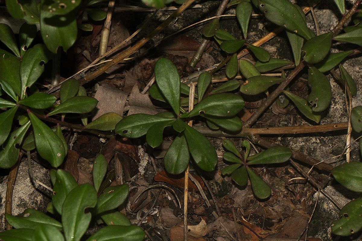 Talinum portulacifolium Talinum portulacifolium
