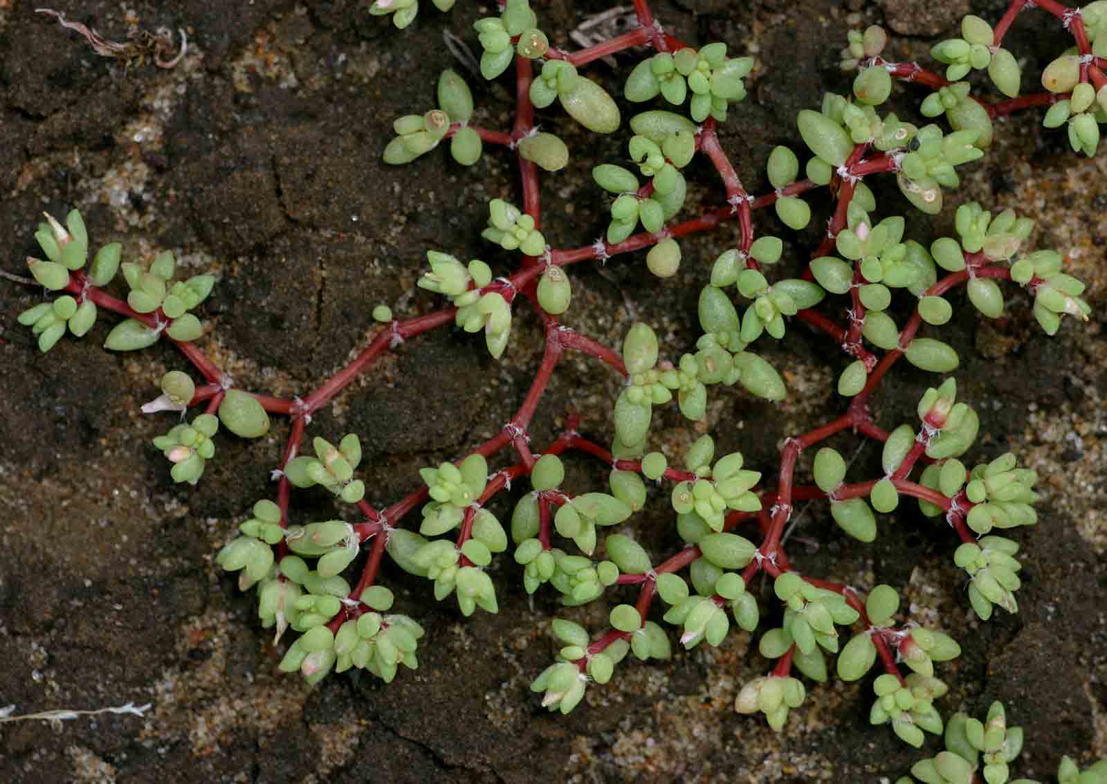 Portulaca hereroensis Portulaca hereroensis