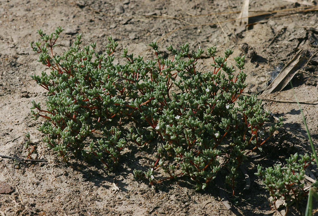 Portulaca hereroensis Portulaca hereroensis