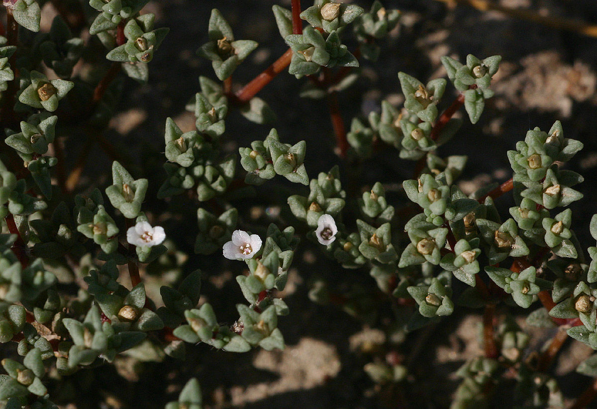 Portulaca hereroensis Portulaca hereroensis