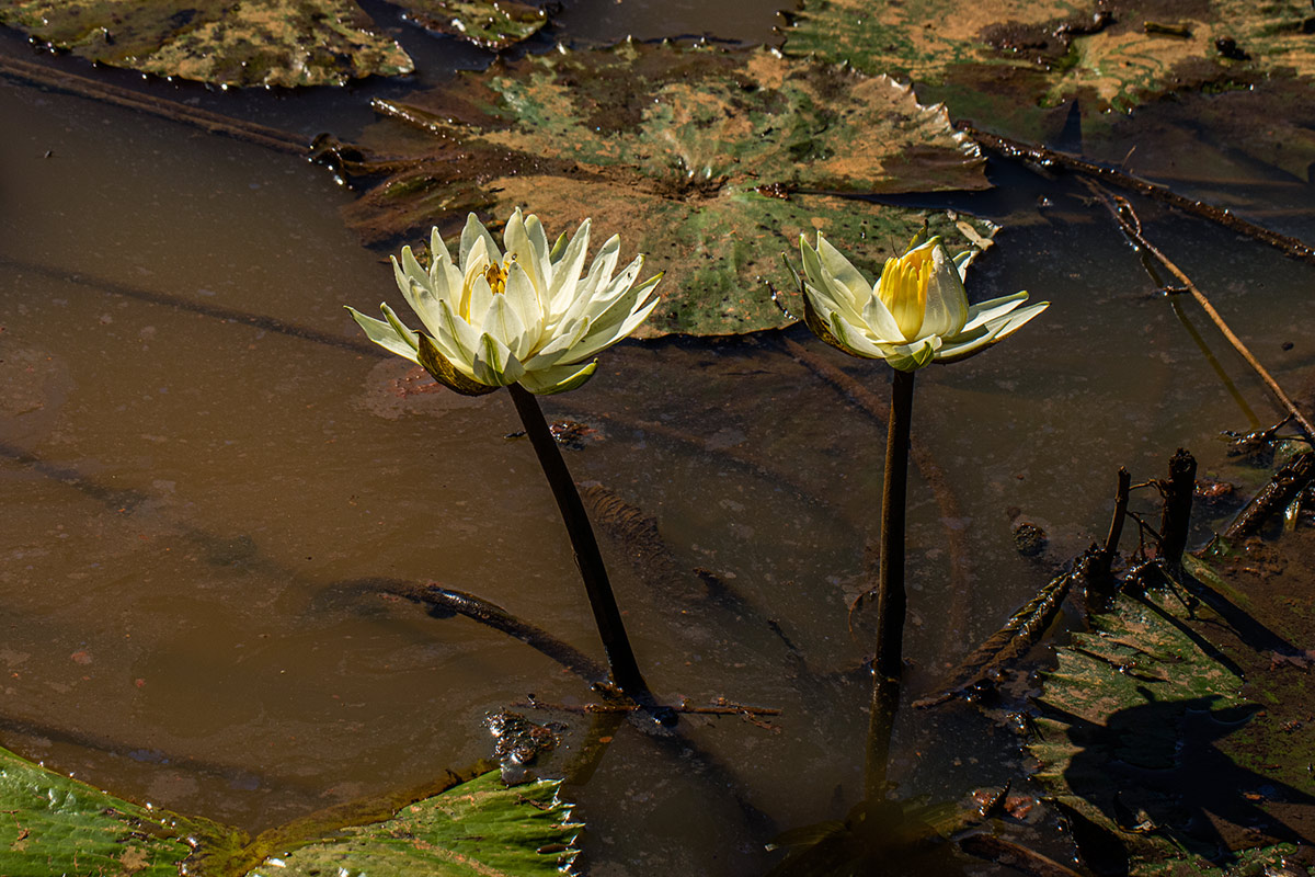 Nymphaea lotus Nymphaea lotus