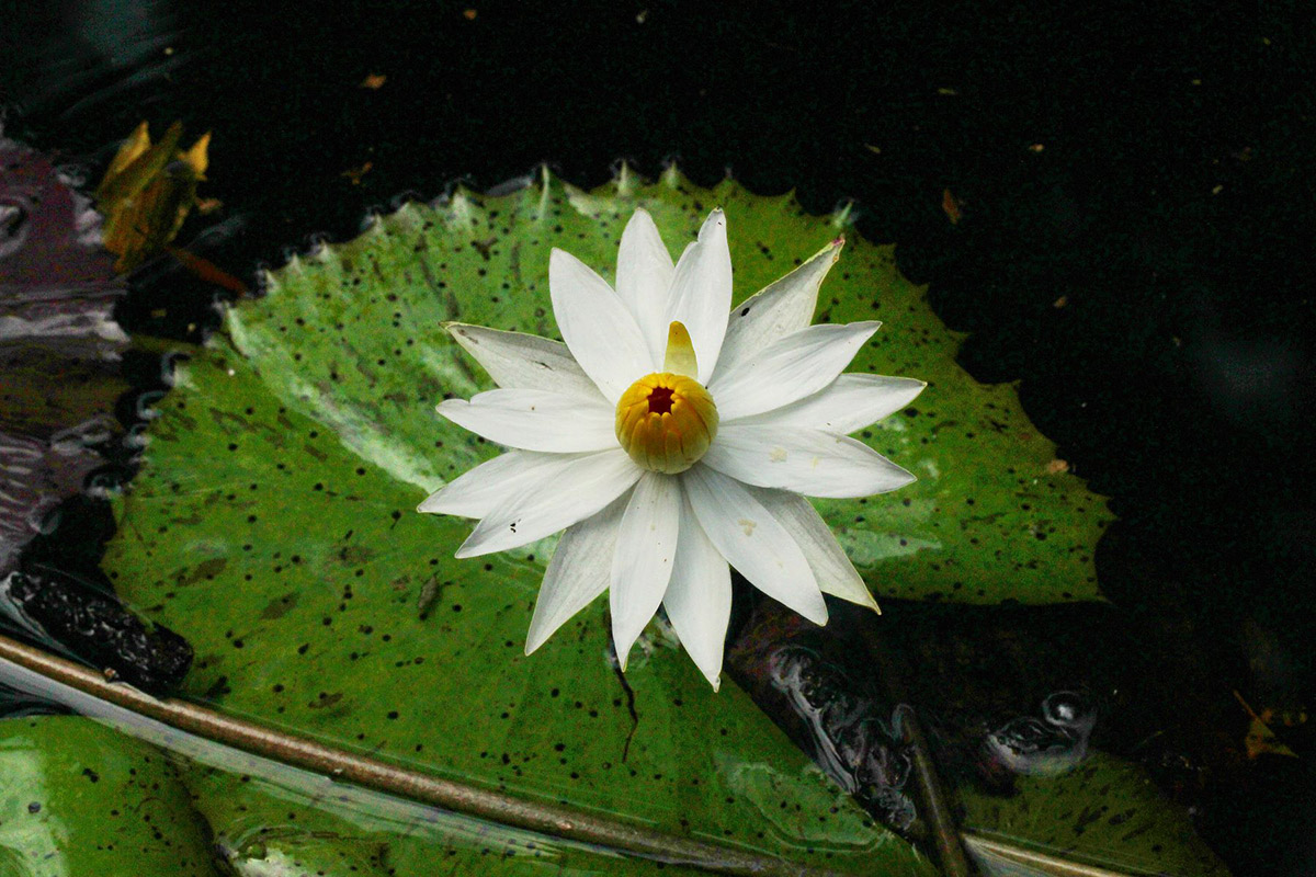Nymphaea lotus Nymphaea lotus